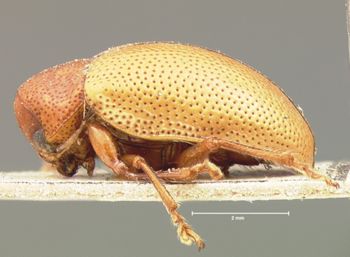 Media type: image; Entomology 17324   Aspect: habitus lateral view